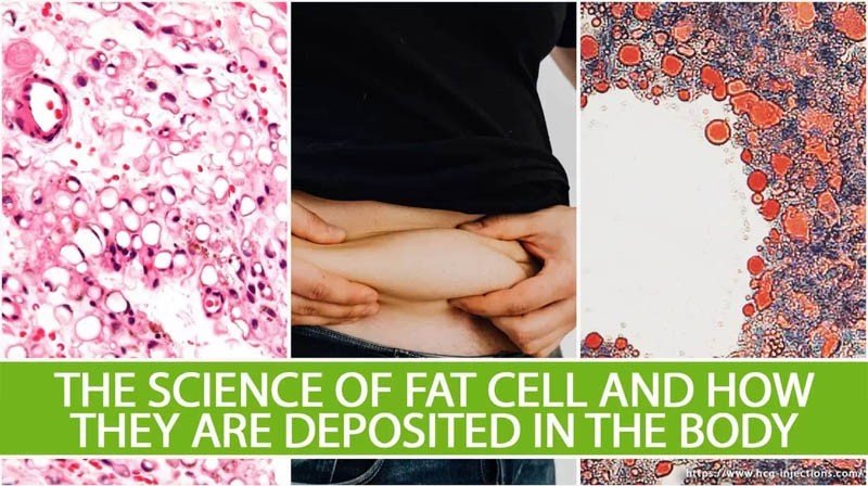 The Science of Fat Cell and How They are Deposited in the Body