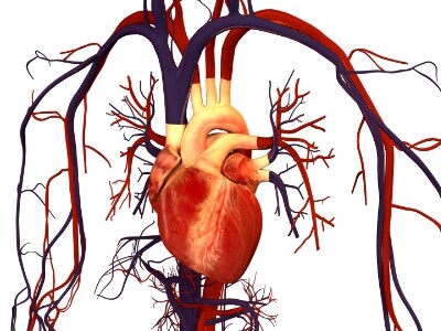 heart and veins representing blood circulations